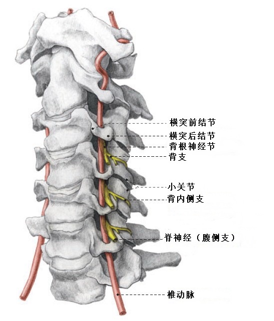 科普｜关爱颈椎从正确预防颈椎病开始(图2)