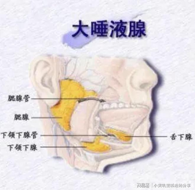 大阳城集团娱乐每日冷知识｜你的舌头是唯一不会自动干燥的肌肉(图3)