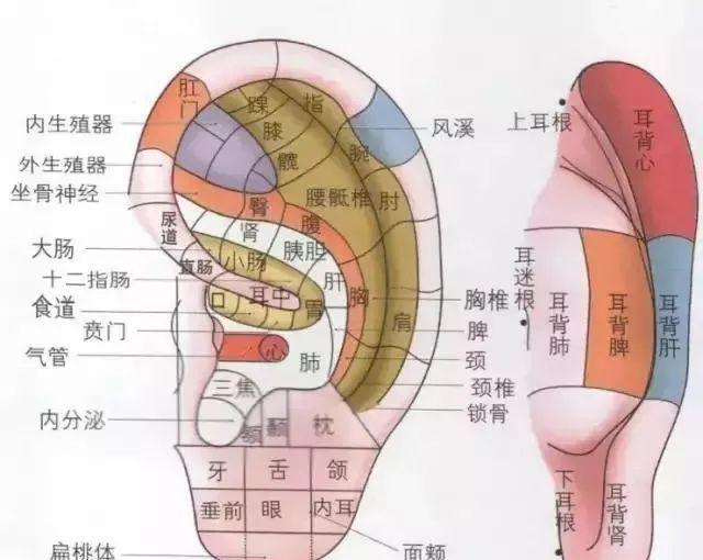 大阳城集团娱乐拉耳朵清宿便活化肠道助排毒(图1)